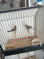Koppel bichinows, Meerdere dieren, Tropenvogel