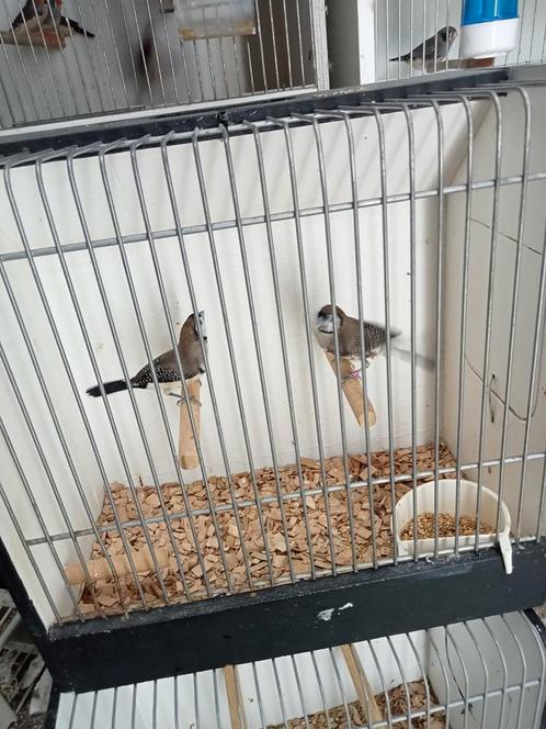 Koppel bichinows, Dieren en Toebehoren, Vogels | Overige Vogels, Tropenvogel, Meerdere dieren