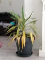 Yucca plant, Ophalen, Overige soorten, Volle zon