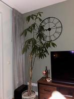 Pachira Aquatica (geldboom) - Zelf oppotten!, Ophalen, Gebruikt