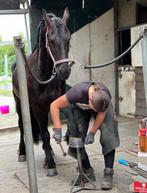 Hoefsmid gezocht, Dieren en Toebehoren, Ophalen, Nieuw