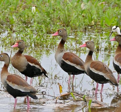 gezocht fluiteend zwartbuikfluiteend / roodsnafelfluiteend, Dieren en Toebehoren, Pluimvee, Eend, Mannelijk