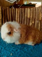 Ch teddy cavia, Dieren en Toebehoren, Knaagdieren, Juli, Vrouwelijk, Cavia