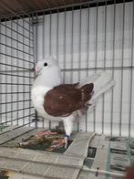 Oud hollandse meeuwen, Dieren en Toebehoren, Meerdere dieren, Overige soorten