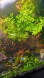 Varen, Dieren en Toebehoren, Ophalen, Nieuw, Plant(en), Steen of Hout