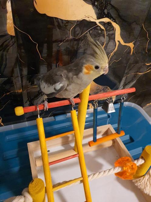 Tamme valkparkiet, Dieren en Toebehoren, Vogels | Parkieten en Papegaaien, Parkiet, Geslacht onbekend