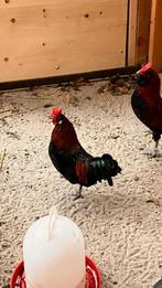 een mooie jonge krielkip haan, Dieren en Toebehoren, Pluimvee, Mannelijk, Kip