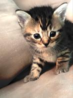 Britse korthaar kittens, Dieren en Toebehoren, Katten en Kittens | Raskatten | Korthaar, Ingeënt