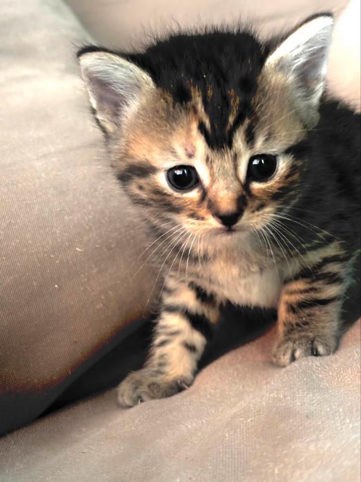 Britse korthaar kittens, Dieren en Toebehoren, Katten en Kittens | Raskatten | Korthaar, Ingeënt