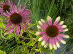 Echinacea 'Green Twister' – zonnehoed, Volle zon, Vaste plant, Zomer, Ophalen