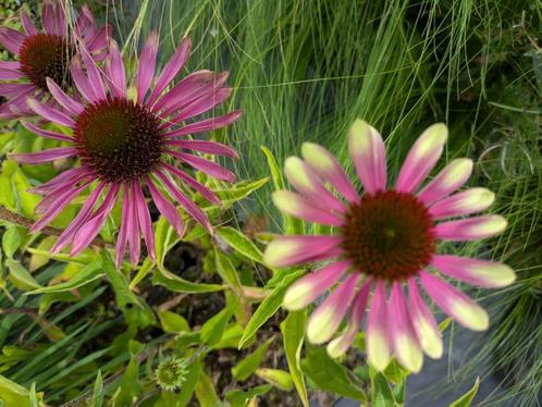 Echinacea 'Green Twister' – zonnehoed, Tuin en Terras, Planten | Tuinplanten, Vaste plant, Overige soorten, Volle zon, Zomer, Ophalen