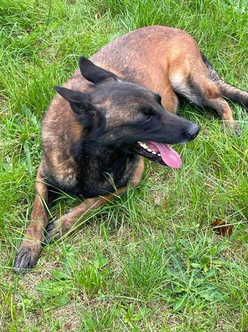 Mechelse herder teef voor bewakingshond super mooie hond en  beschikbaar voor biedingen