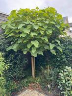 Boom te koop Bolcatalpa, Tuin en Terras, Planten | Bomen, Ophalen, Zomer, Halfschaduw, Overige soorten