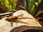 Steurosima panamense/ algeneter pleco L nummer aquarium vis, Dieren en Toebehoren, Vissen | Aquariumvissen, Vis