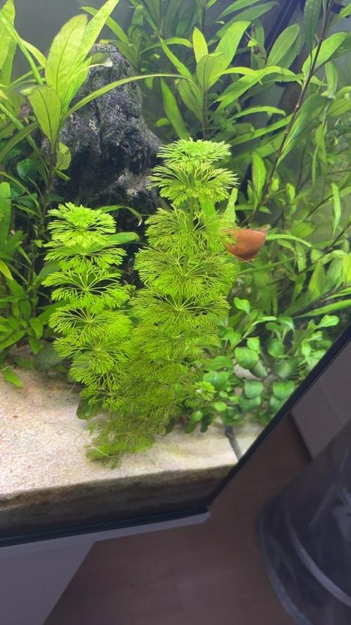 Limnophila Sessiliflora stek (5 stuks), Dieren en Toebehoren, Vissen | Aquaria en Toebehoren, Ophalen of Verzenden