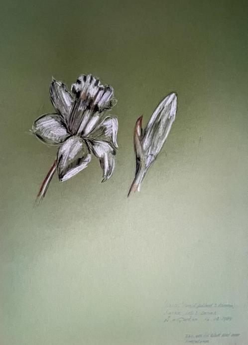 Louis van Gorkum - Narcis I 50x35, Antiek en Kunst, Kunst | Schilderijen | Klassiek, Ophalen of Verzenden