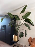 Strelitzia Nicolai - 170cm - Incl. goude pot, Overige soorten, Ophalen of Verzenden, In pot, Bloeiende kamerplant