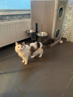 Herplaatser Noorse boskat, Kater