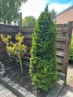 2x buxus, Tuin en Terras, Planten | Bomen, Ophalen, Bloeit niet, Halfschaduw, Overige soorten