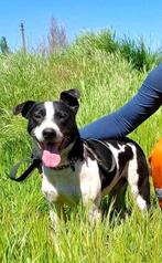 Erg vriendelijke jongen zoekt huis, Dieren en Toebehoren, Honden | Niet-rashonden, 6 jaar of ouder, Particulier, Rabiës (hondsdolheid)