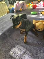Mooie gezonde dwerg pincher puppies, Dieren en Toebehoren, Honden | Bulldogs, Pinschers en Molossers, Overige rassen, CDV (hondenziekte)