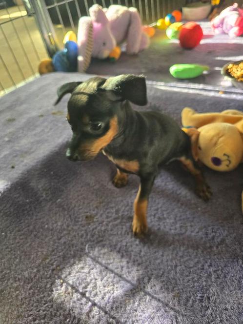 Mooie gezonde dwerg pincher puppies, Dieren en Toebehoren, Honden | Bulldogs, Pinschers en Molossers, Meerdere dieren, Overige rassen