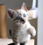 Silver Bengaal en  lynx Bengaalse kittens 2 Poesies, Dieren en Toebehoren, Katten en Kittens | Raskatten | Korthaar, Poes, Gechipt