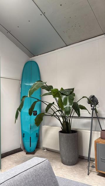 Strelitzia Inclusief hoge pot (190cm) beschikbaar voor biedingen