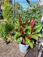 Ensete Maurelii, Tuin en Terras, Ophalen of Verzenden, Zomer, Volle zon