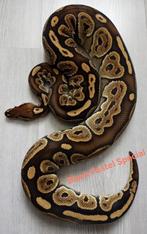 Black Pastel Special Ball Python/Koningspython, Dieren en Toebehoren, Slang, Tam, 3 tot 6 jaar