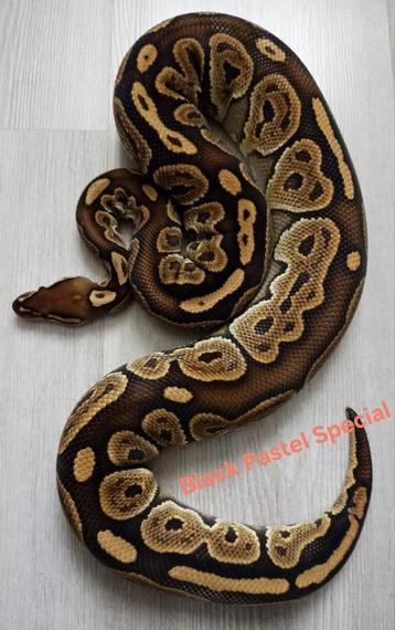Black Pastel Special Ball Python/Koningspython  beschikbaar voor biedingen