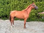 Mooie grote E pony, Merrie, Minder dan 160 cm, B, 3 tot 6 jaar