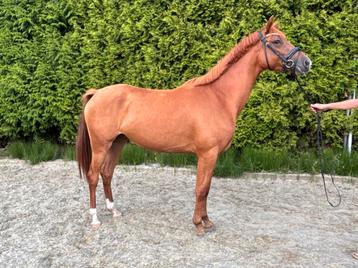 Mooie grote E pony beschikbaar voor biedingen