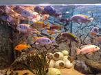 Malawi cicliden, Dieren en Toebehoren, Vissen | Aquariumvissen