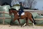 Super fijne allrounder, Dieren en Toebehoren, Paarden, B, Gechipt, 3 tot 6 jaar, Meerdere dieren