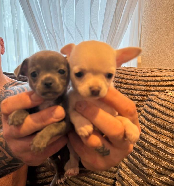 Nog 2 chihuahua pups te koop, Dieren en Toebehoren, Honden | Chihuahua's en Gezelschapshonden, Meerdere dieren, Chihuahua, Particulier