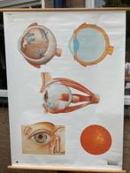 Retro schoolplaat over het menselijk oog., Ophalen, Natuur en Biologie