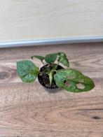 Monstera adansonii mint, Ophalen of Verzenden