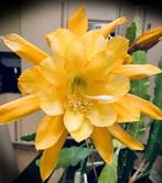 cactus - Epiphyllum GOING BANANAS - topper!, Ophalen of Verzenden, Cactus, Volle zon, Minder dan 100 cm