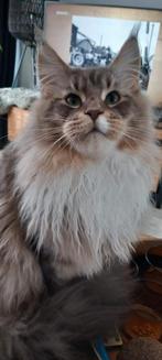 Mooie lieve Maine Coon kater., Dieren en Toebehoren, Katten en Kittens | Raskatten | Langhaar, Poes, Gechipt