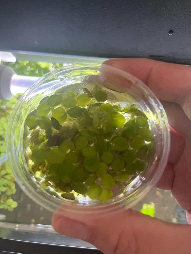 Gezonde porties Salvinia minima (kleine vlotvaren), Dieren en Toebehoren, Vissen | Aquaria en Toebehoren, Nieuw, Plant(en), Steen of Hout