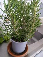 Rozemarijn plant, Tuin en Terras, Ophalen, Overige soorten, Volle zon