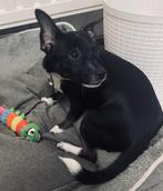 Chihuahua kruising Pup (teefje) te koop !, Rabiës (hondsdolheid), 15 weken tot 1 jaar, Teef, Eén hond