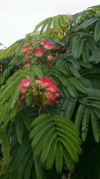 Albizia julibrissin boubri ombrella / slaapboom / 180 cm st., Zomer, 400 cm of meer, Ophalen, Volle zon