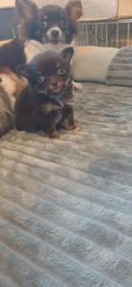 mooie pomchi's/chihuahua mix, 8 tot 15 weken, Parvo, Meerdere, Meerdere dieren