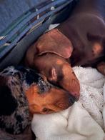 Nest aankondiging Teckel pups, Dieren en Toebehoren, Honden | Teckels en Dashonden, CDV (hondenziekte), 8 tot 15 weken, Korthaar