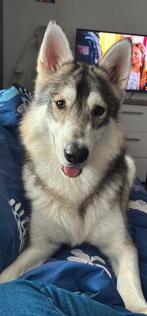 Husky / Witte zwiterse herder te koop, Dieren en Toebehoren, Reu, 1 tot 2 jaar, Poolhond, Eén hond