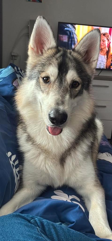 Husky / Witte zwiterse herder te koop, Dieren en Toebehoren, Honden | Poolhonden, Keeshonden en Oertypen, Reu, Poolhond, Particulier