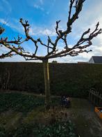Mooie dakmoerbeie plataan oid, Ophalen, Volle zon, Overige soorten