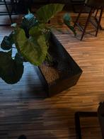 Kunstplant in bak op wielen 2x, Ophalen, Overige soorten, Halfschaduw, In pot